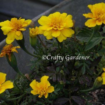 Plant Profile:  Marigolds