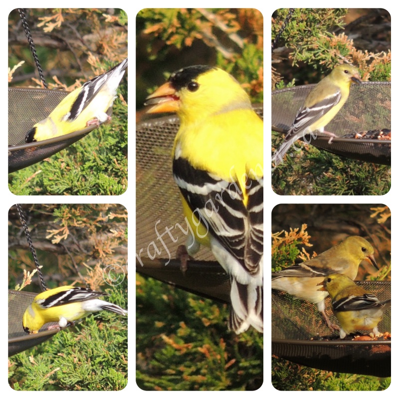 goldfinches at the hanging mesh feeder at craftygardener.ca