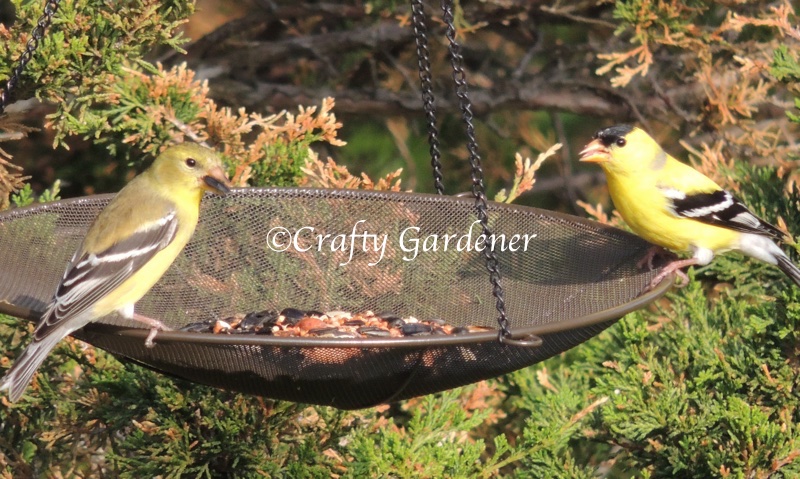 mesh bird feeder at craftygardener.ca