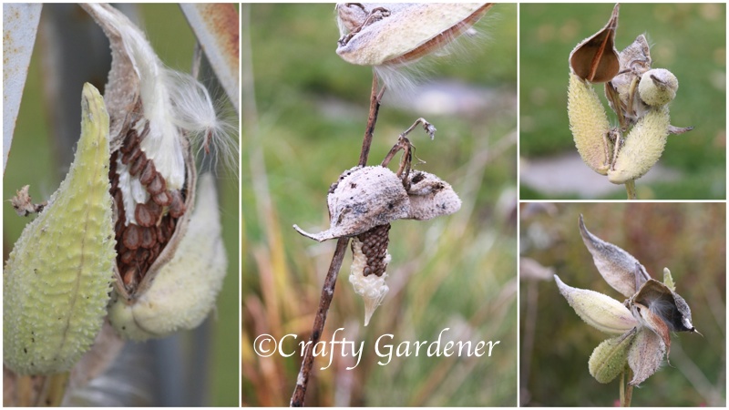 milkweed seedpods6