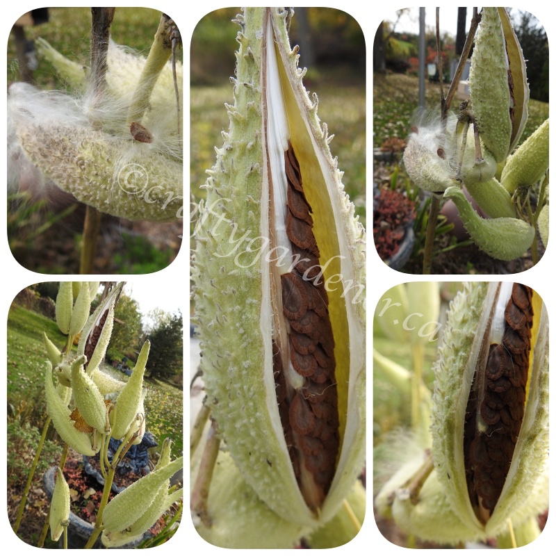 milkweed pods opening up at craftygardener.ca