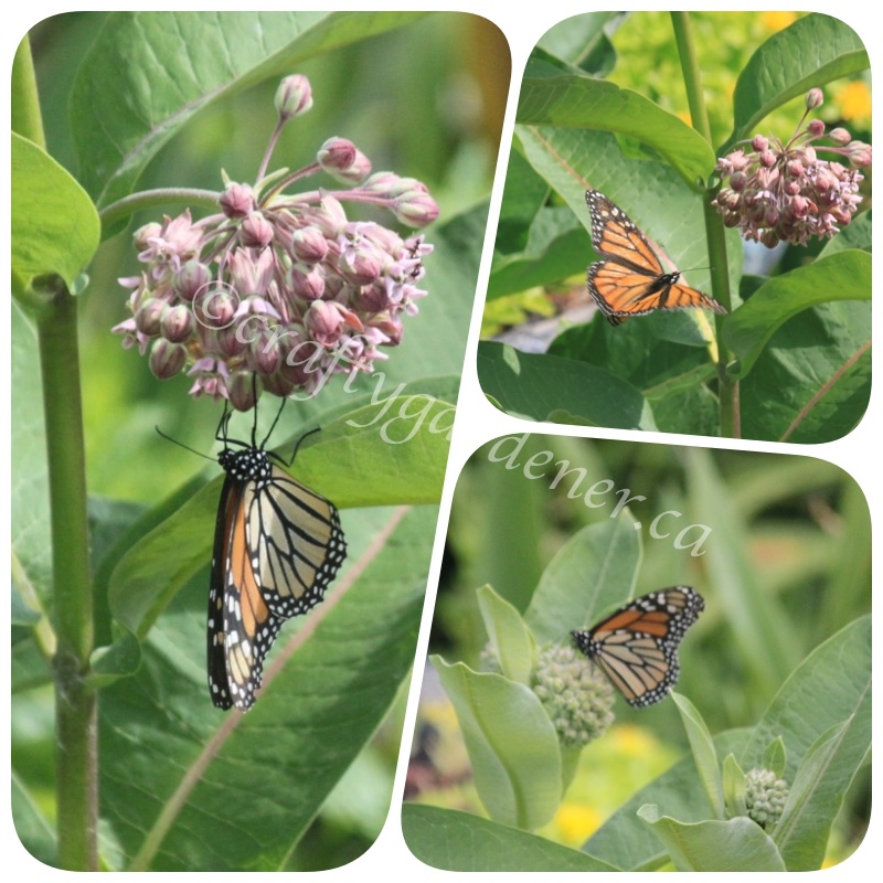 monarch butterflies on the milkweed at craftygardener.ca