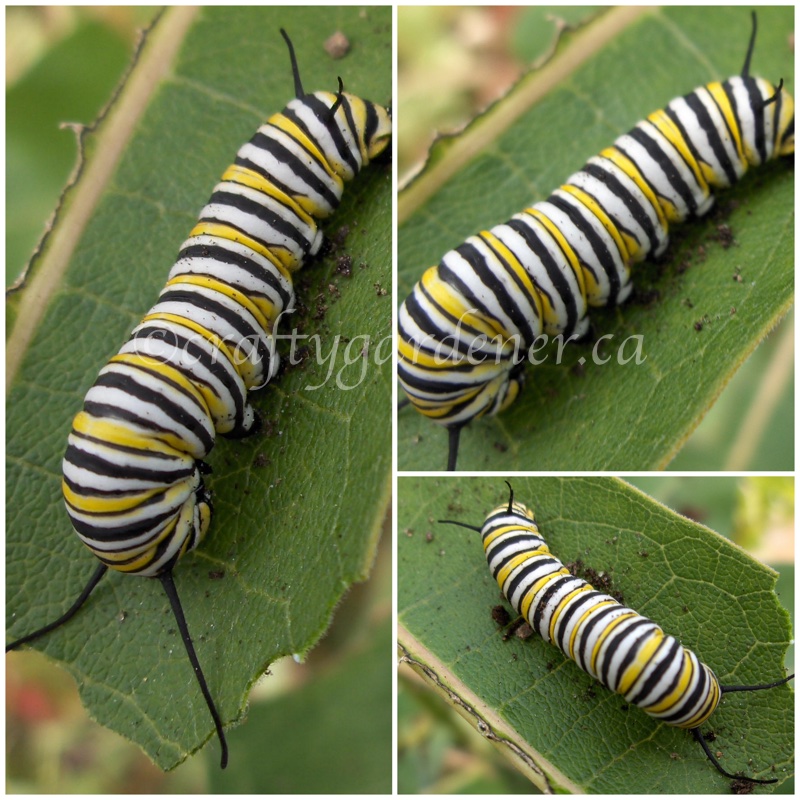 monarch butterfly caterpillar at craftygardener.ca