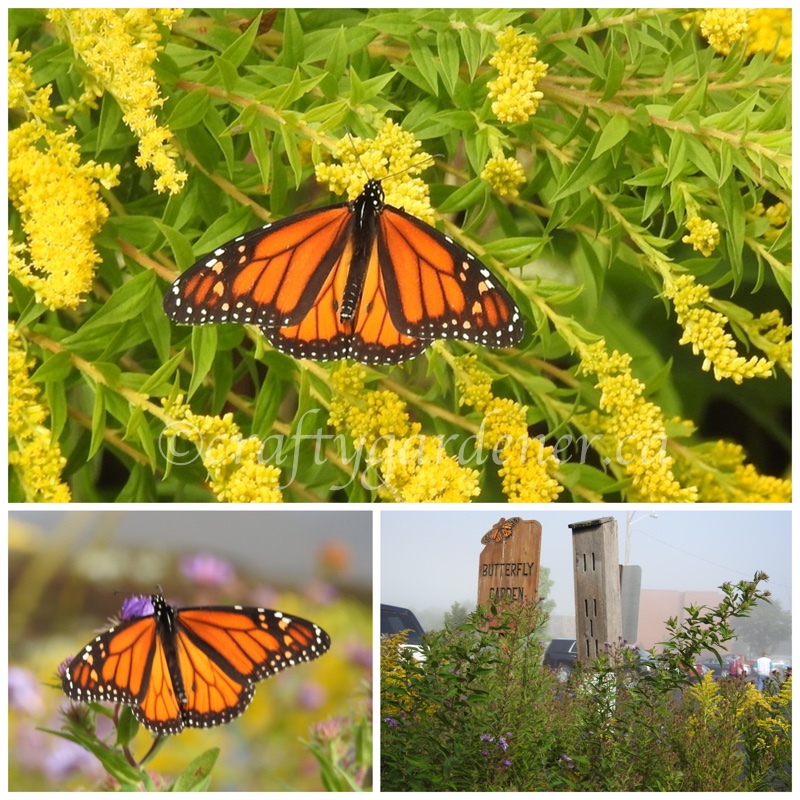 monarch butterflies at the Cobourg Ecology Garden