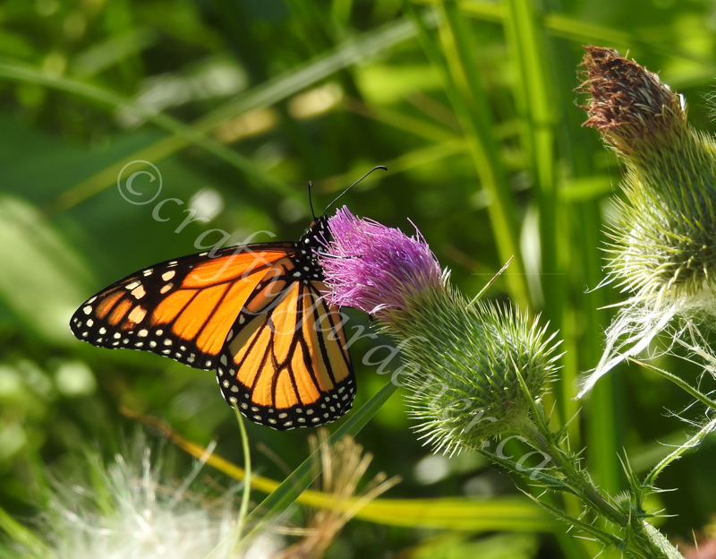 a monarch on a thistle at craftygardener.ca