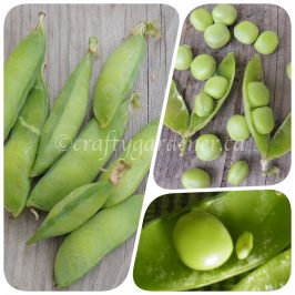 growing monk peas at craftygardener.ca