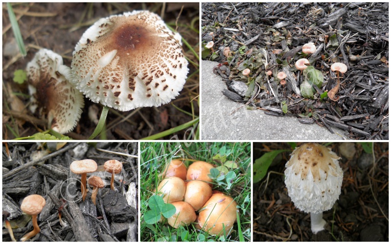 mushrooms in the garden at craftygardener.ca
