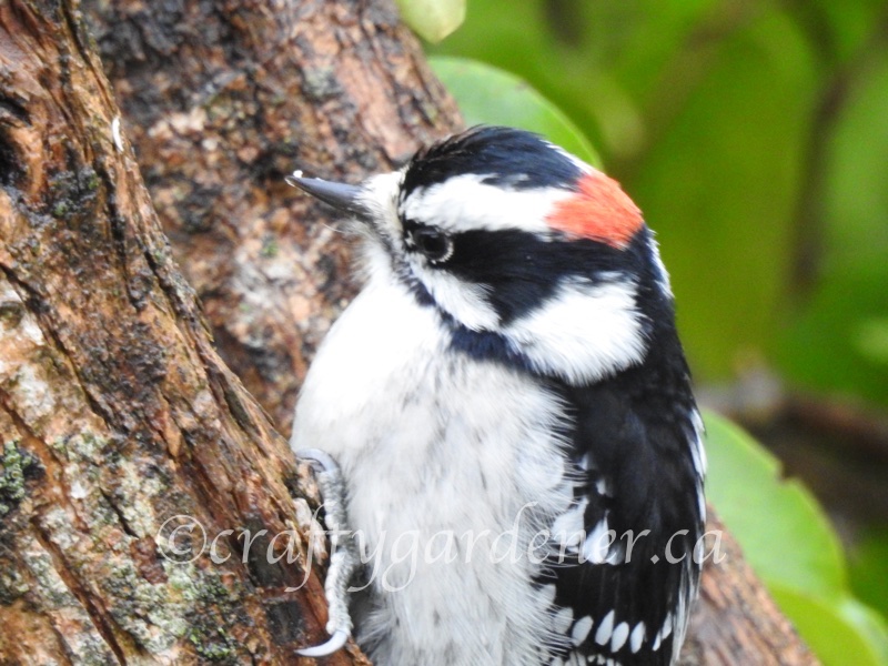 downy woodpecker at craftygardener.ca
