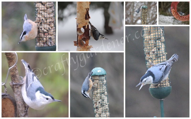 nuthatches1a
