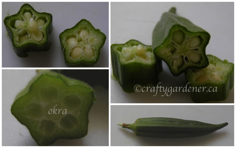 growing okra in Cdn garden zone 5b at craftygardener.ca
