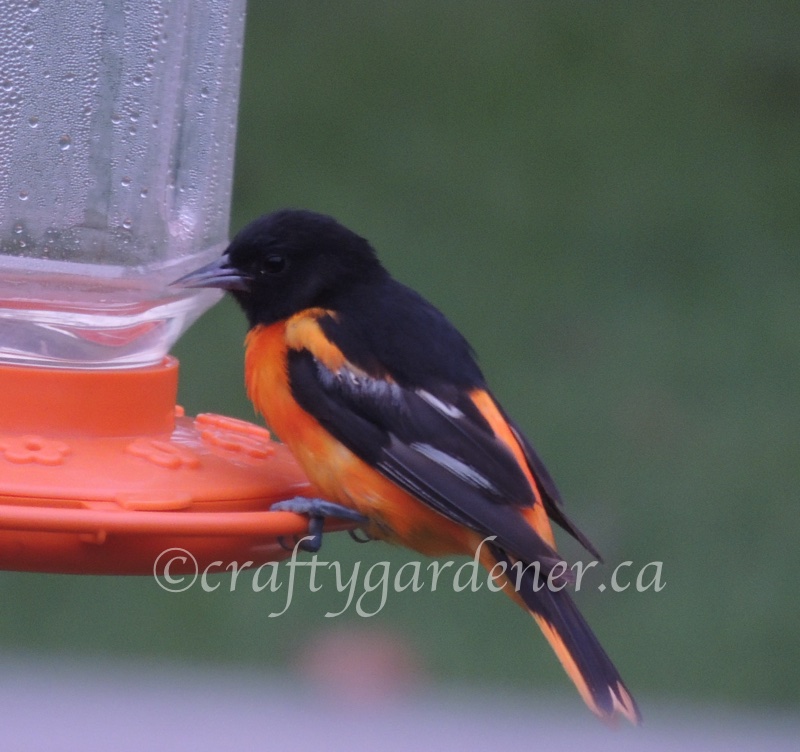 the oriole at the feeder at craftygardener.ca