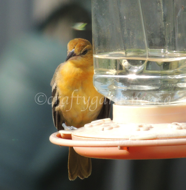 young female oriole at the feeder craftygardener.ca