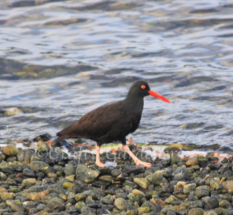 oyster catcher at Whiffen Spit, Sooke, British Columbia