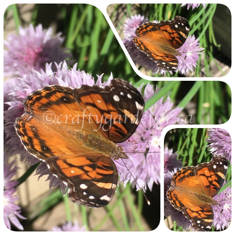 the painted lady butterfly at craftygardener.ca