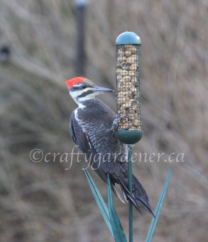 a pileated woodpecker at craftygardener.ca