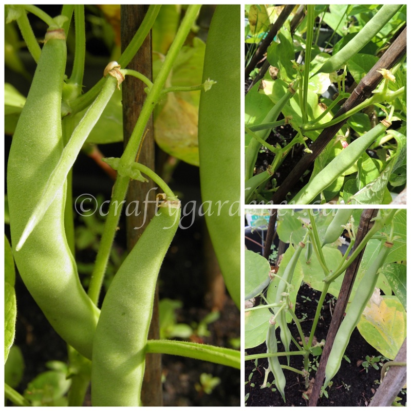 growing Deseronto potato beans at craftygardener.ca