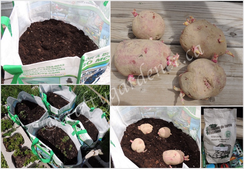 growing potatoes in large bags at craftygardener.ca