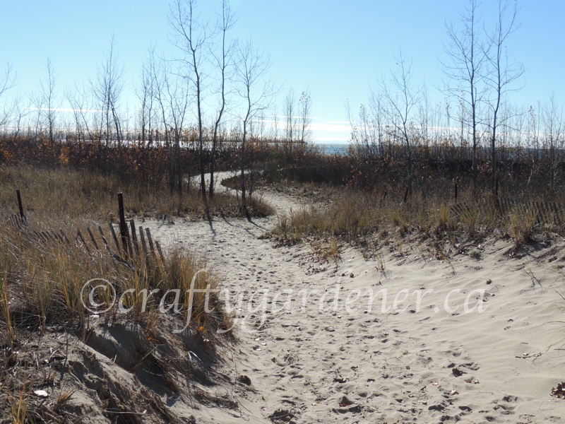 walking to the beach at Presqu'ile Park in November at craftygardener.ca