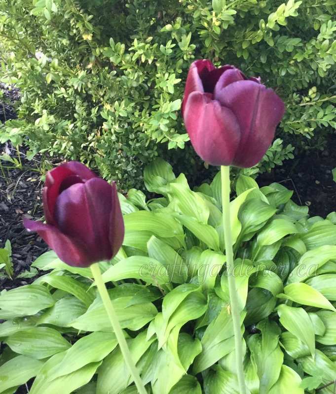 purple tulips at craftygardener.ca