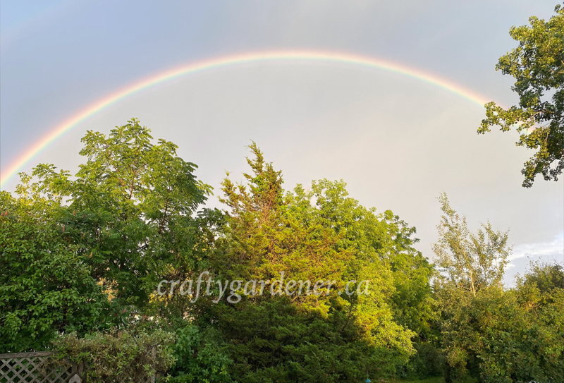 a rainbow over the garden at craftygardener.ca