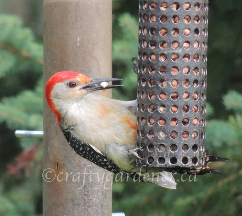 a red bellied woodpecker at craftygardener.ca