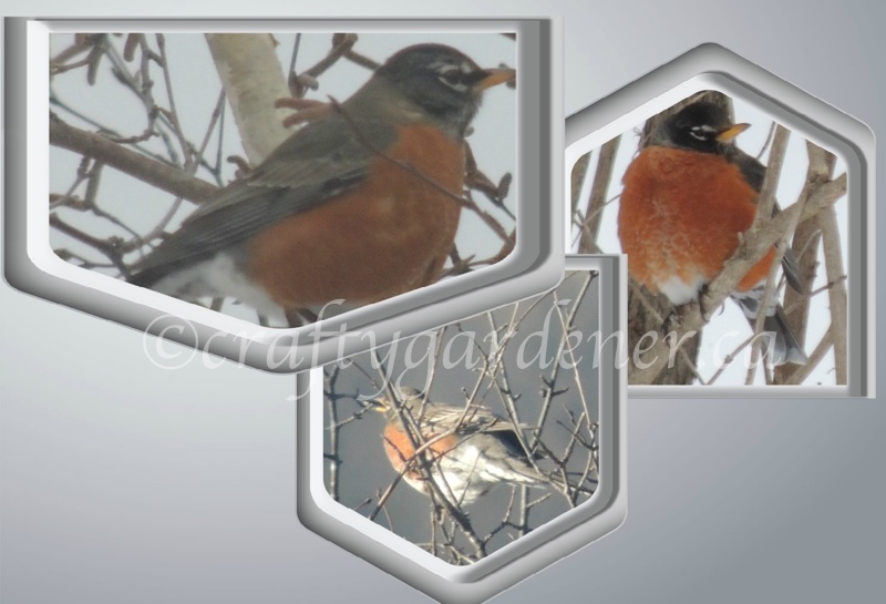 robins in February at craftygardener.ca