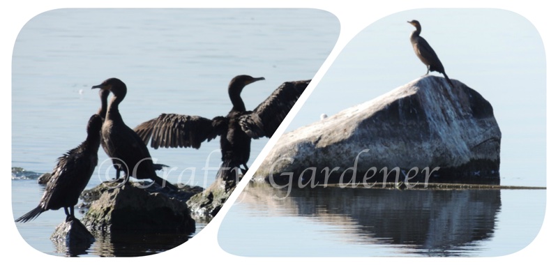 cormorants down by the bay at craftygardener.ca