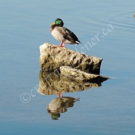 mallard ducks on the Bay of Quinte