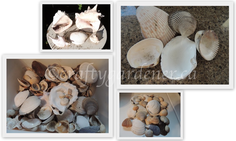 my shell collection at craftygardener.ca