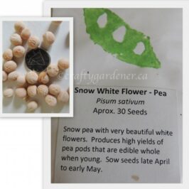 growing peas at craftygardener.ca