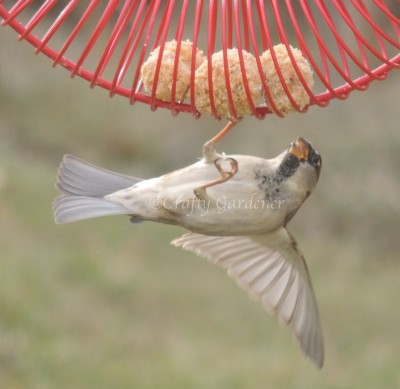 sparrow at the coil feeder at craftygardener.ca