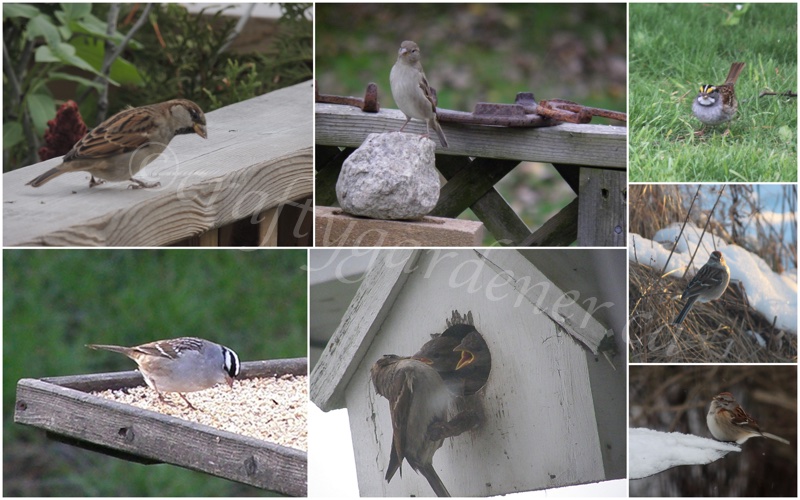 various sparrows at craftygardener.ca