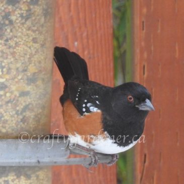 The Spotted Towhee