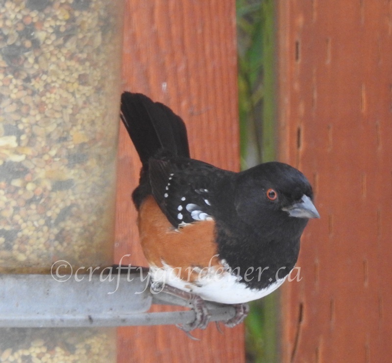 the spotted towhee at craftygardener.ca