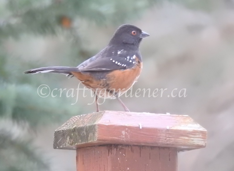 the spotted towhee at craftygardener.ca
