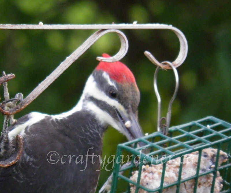 a pileated woodpecker at craftygardener.ca