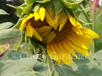 sunflower03a