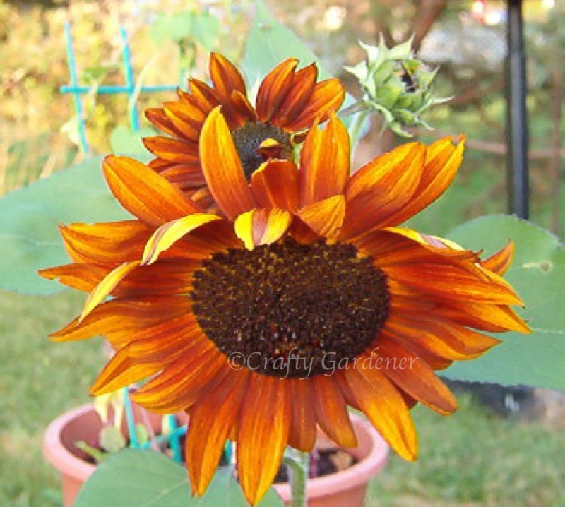 sunflower05aa
