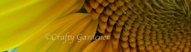 sunflower07bb