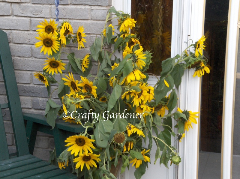 sunflowers1a