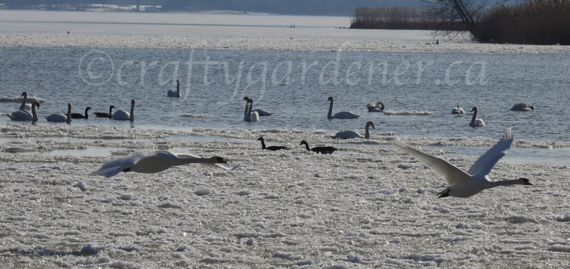 swans in flight taken by craftygardener.ca
