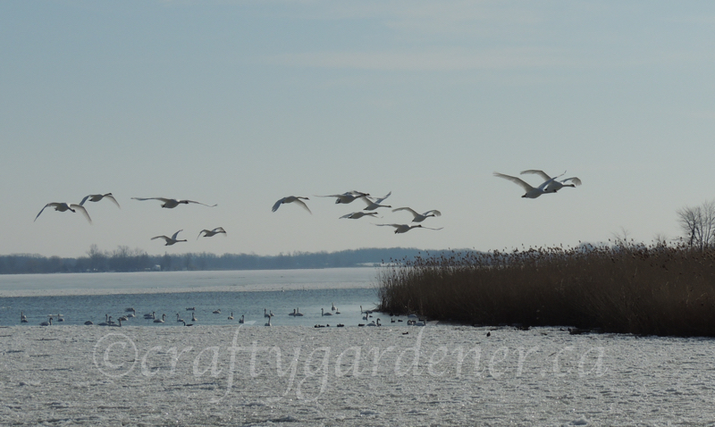swans in flight taken by craftygardener.ca