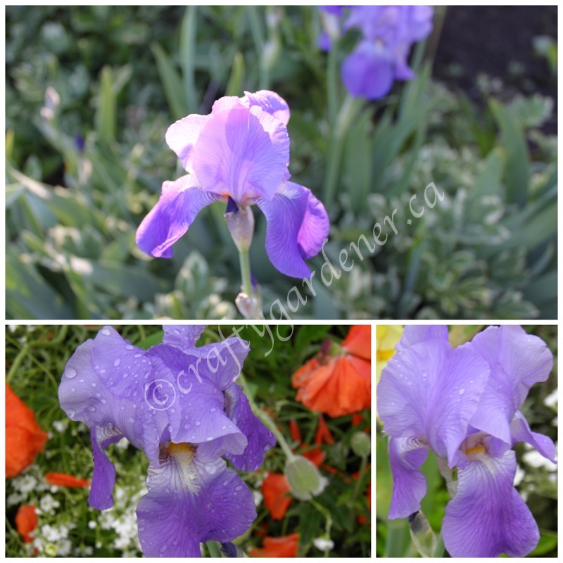 tall purple iris at craftygardener.ca