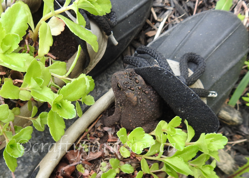 a toad living in some old garden boots at craftygardener.ca