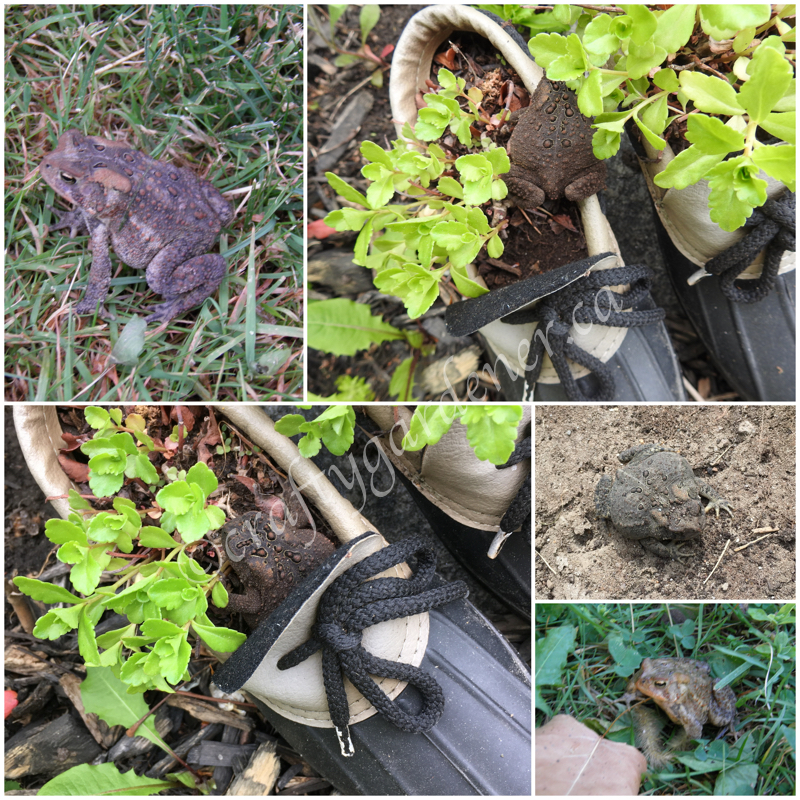 toads in the garden at craftygardener.ca