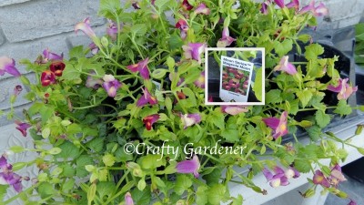 trailing torenia for the tipsy pots