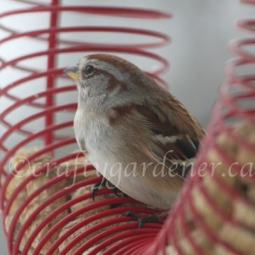 Is it Just a Sparrow?