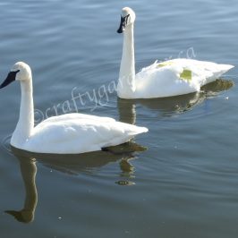 trumpeter swans in the Wellington Harbour, Ontario, Canada