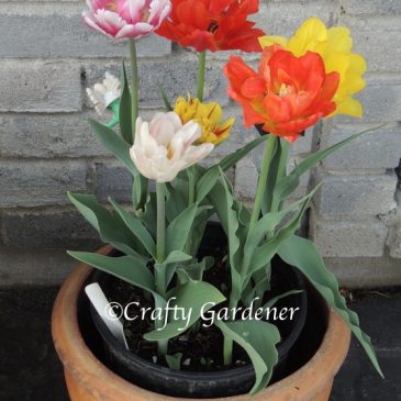 The Pots of Tulips