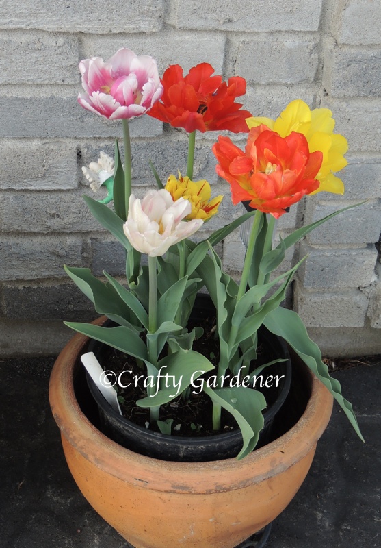 tulips in pots at craftygardener.ca